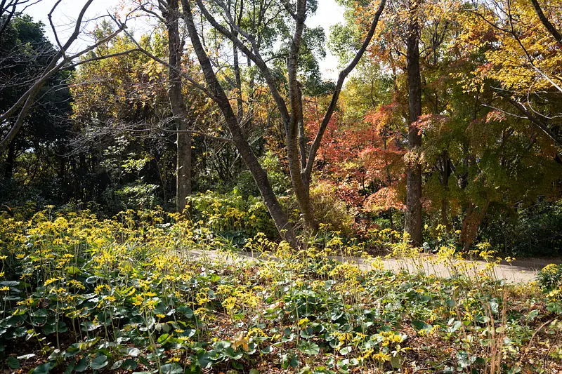 Tsuwabuki and autumn leaves