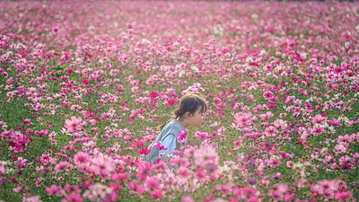 Spectacular autumn scenery! 7 recommended cosmos fields in Mie Prefecture! [2023 edition]
