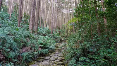 世界遺産登録より20周年。「熊野古道伊勢路」の魅力を体感する旅へ。