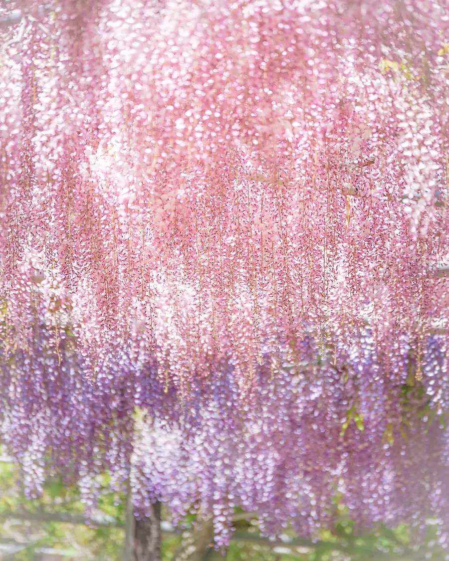 wisteria curtains