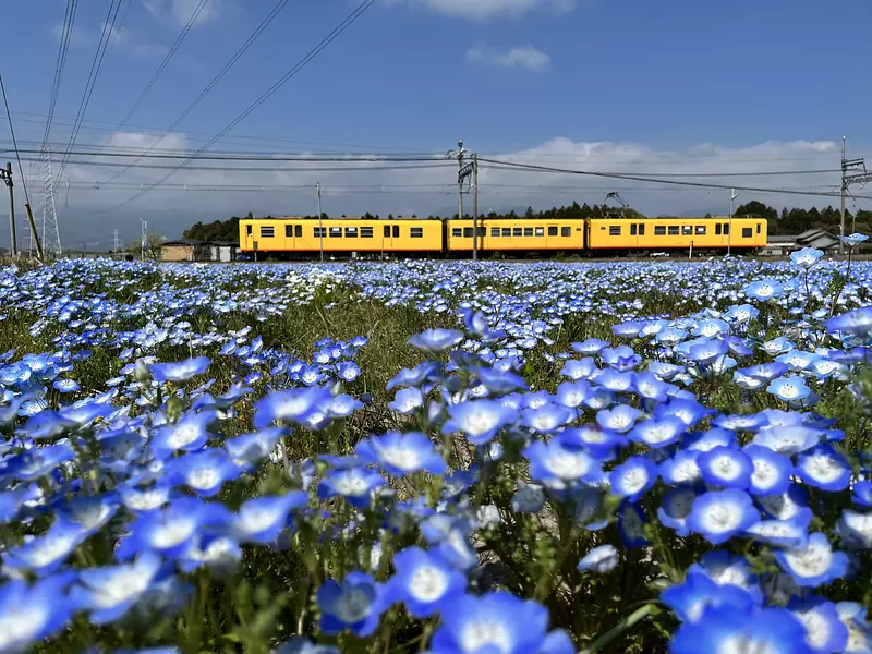 Special feature on Nemophila in Mie Prefecture