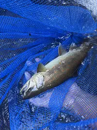 大台町生物調査員養成講座　「アマゴの繁殖行動観察と養殖場見学」