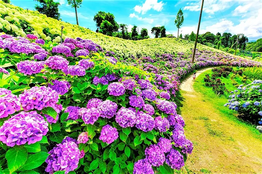 9. Punto de hortensia que trae vítores “Wave Road of Love” ©Fugamaru-chan