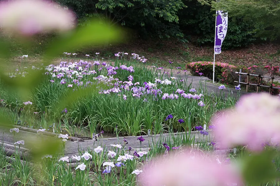 Jardin des iris de Kameyama