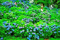 11. 환성이 오르는 수국 포인트 “후카야마의 푸른 마리” © 후가마루 짱