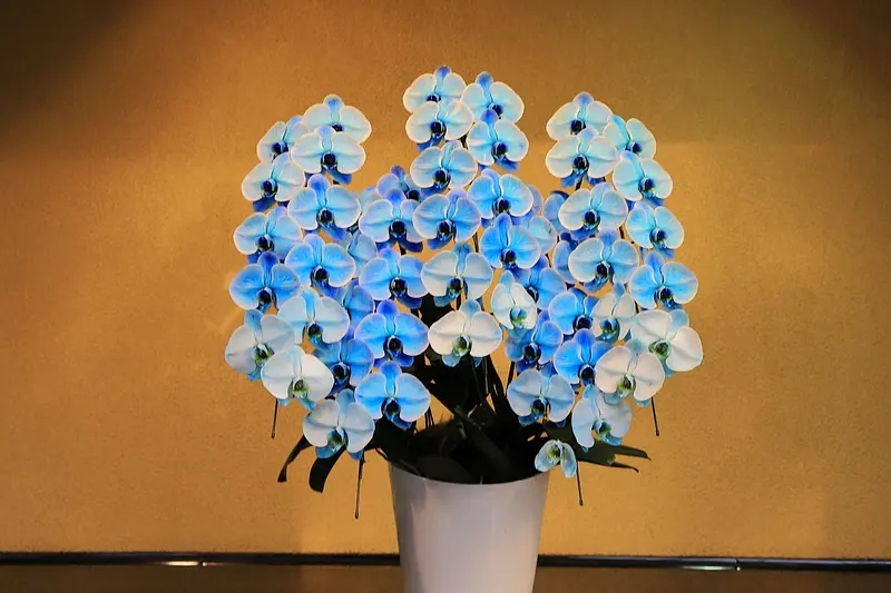phalaenopsis bleu