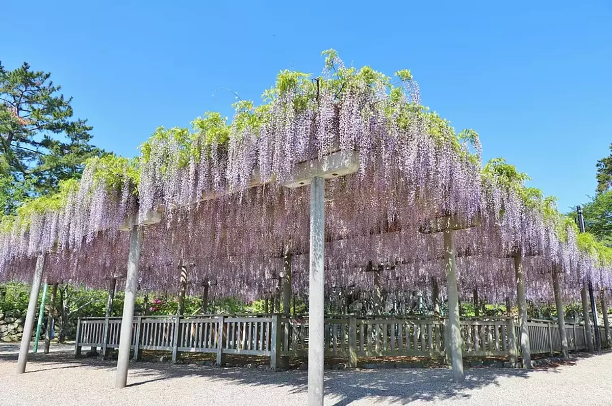 Glicinias en las ruinas del castillo de Matsuzaka