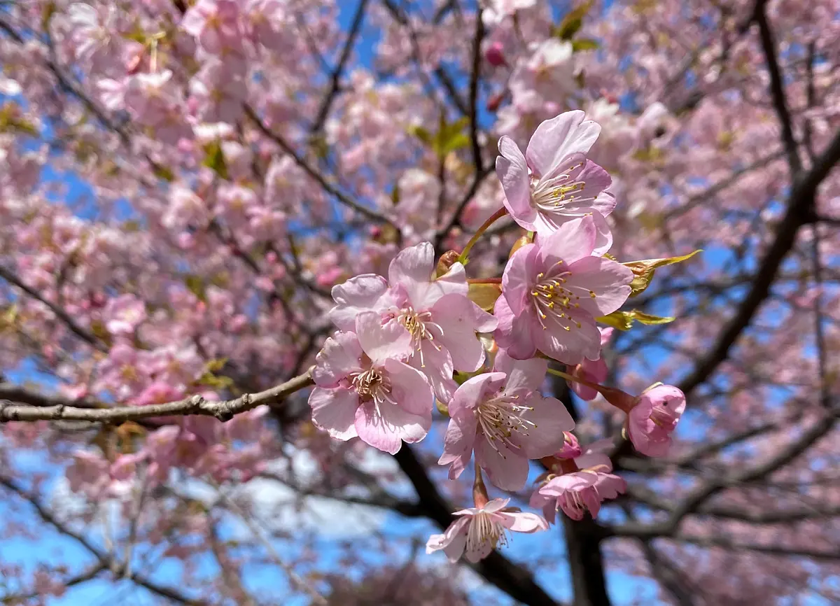 Fleurs de cerisier Kawazu au Kameyama Sunshine Park