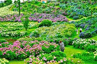 13. Hydrangea spot that gets cheers: "Borrowed scenery from the Hydrangea Flower Clock"