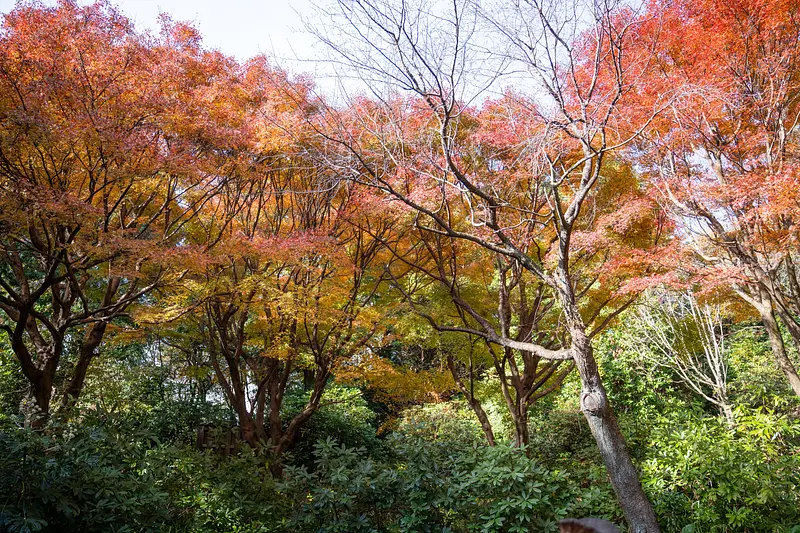 Autumn leaves in RedHilForestofHisa