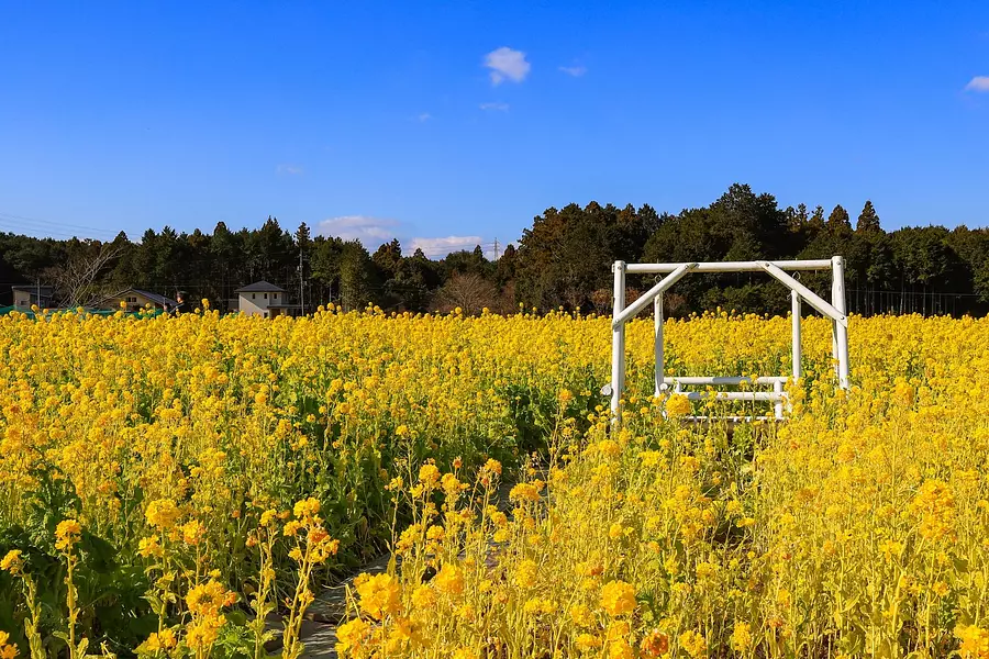 三重県の菜の花畑をご紹介！ | 特集 | 観光三重(かんこうみえ)