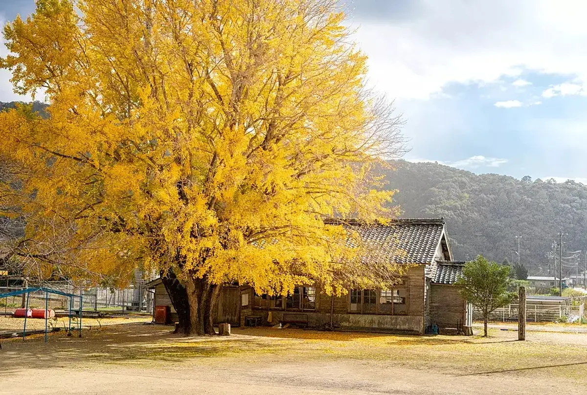 モミジだけじゃない！？三重県でモミジ以外の紅葉が楽しめるスポット６