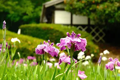 龟山菖蒲园的八仙花 (3)