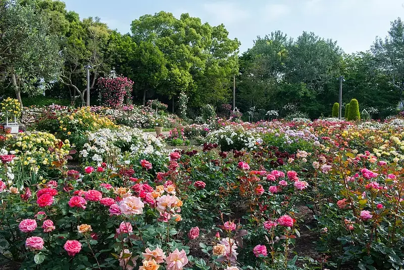 Présentation des taches de roses incontournables de la préfecture de Mie !