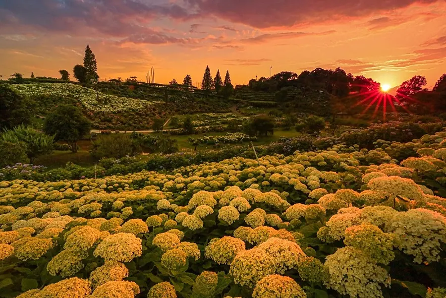 Sunset Hydrangea © Fugamaruchan