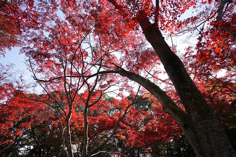 正法寺山荘跡の紅葉