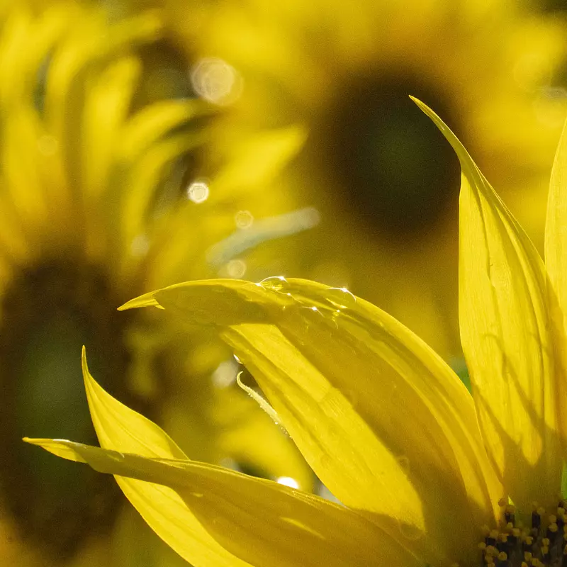 Raindrops and sunflowers shine in the backlight