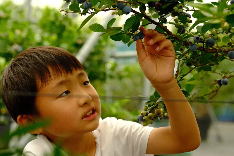 [Información de la instalación] Jardín de arándanos de Akatsuka