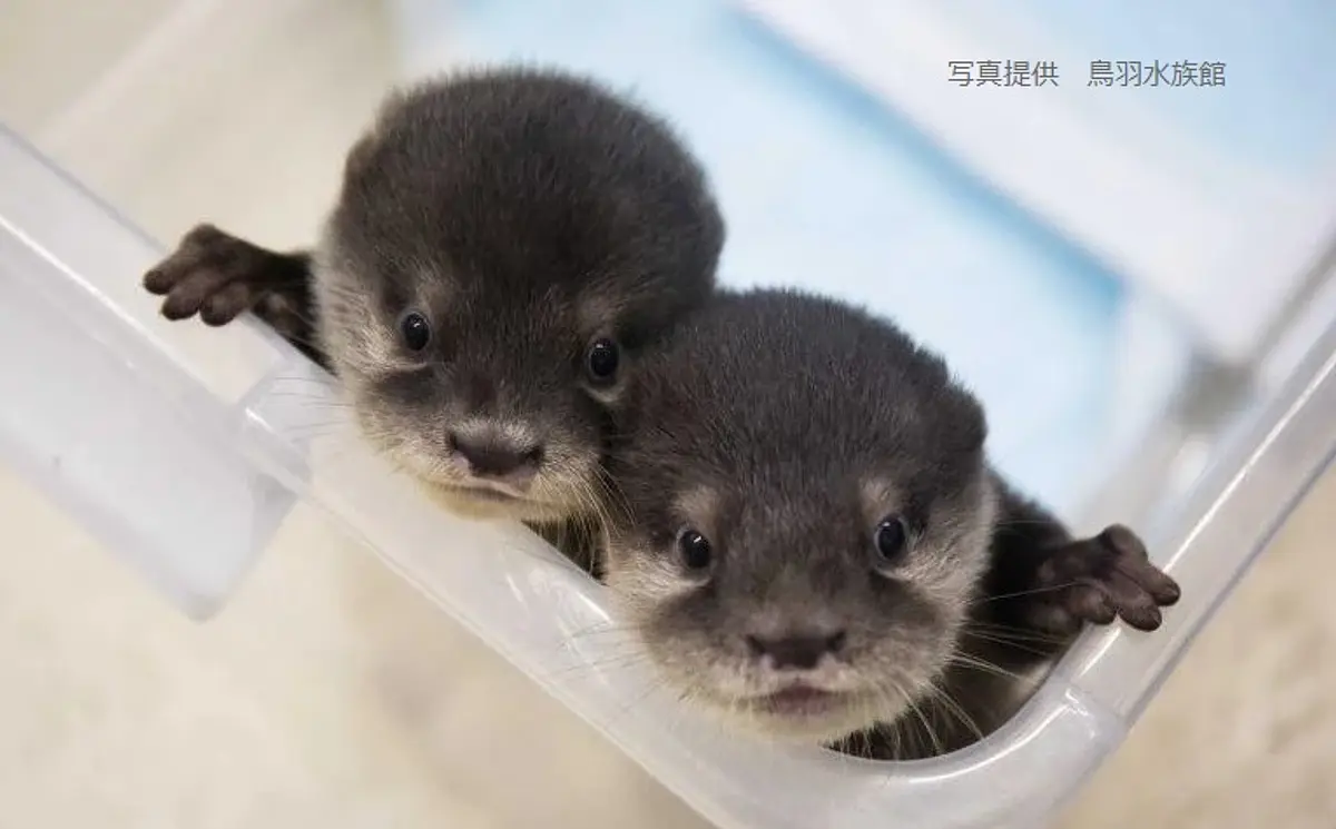 鳥羽水族館でコツメカワウソの赤ちゃんが一般公開スタート！可愛い兄妹