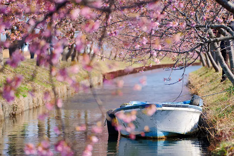 笠松の河津桜