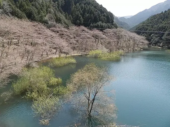 錫杖湖の桜