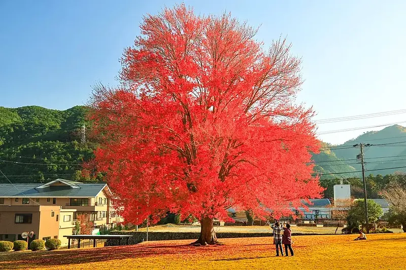 モミジだけじゃない！？三重県でモミジ以外の紅葉が楽しめるスポット６