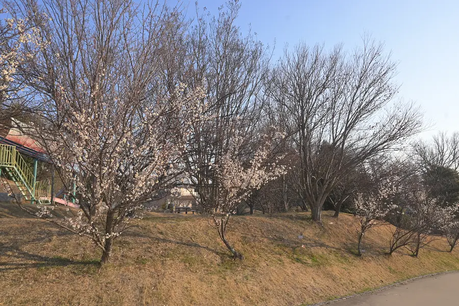 梅まつりに行ってみよう