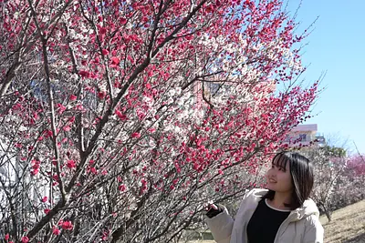 Ahora es el mejor momento para ver los ciruelos en flor en la &quot;Zona Norte del Parque Nanbu Kyuryo&quot; de Yokkaichi ([2024]