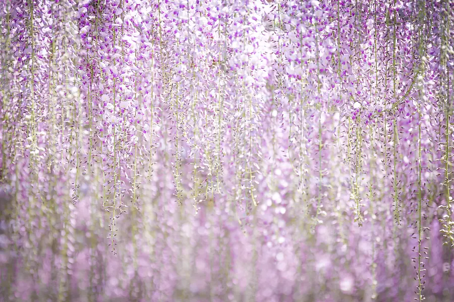 wisteria curtains