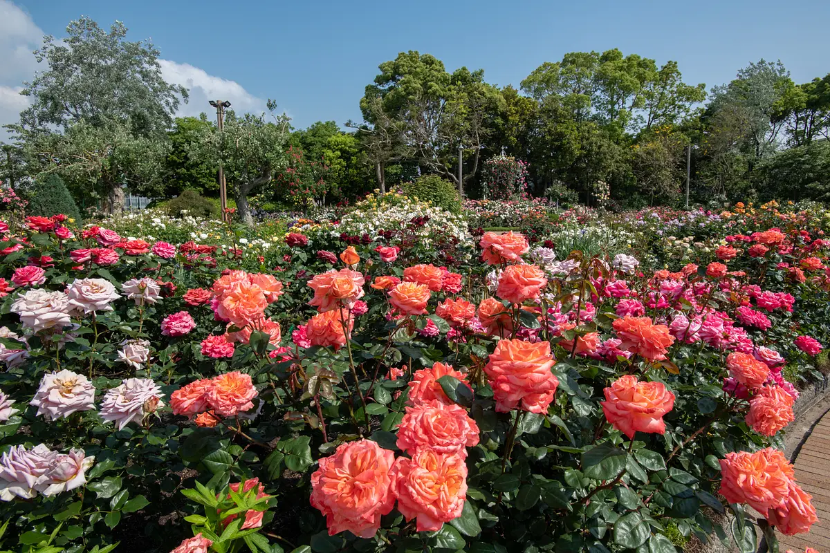 Nabananosato "Jardín de rosas"