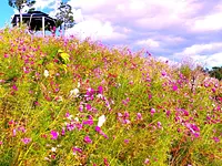 秋桜梅の丘