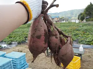 Cavando batatas