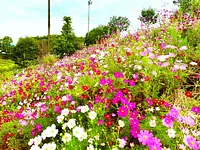 秋桜紫陽花の丘