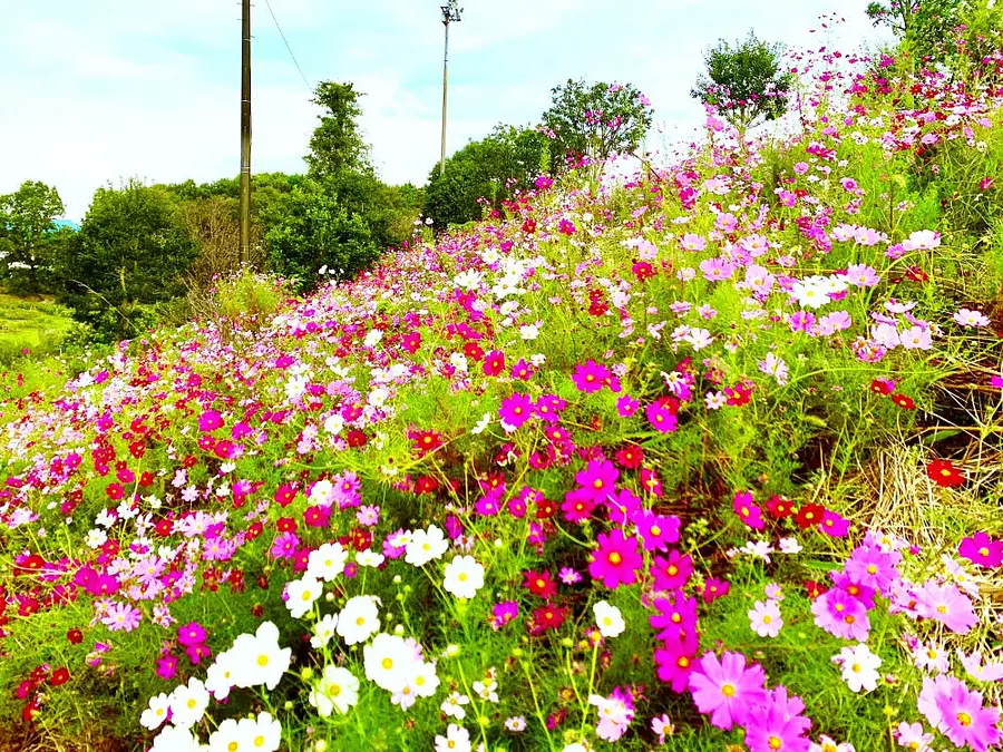 秋桜紫陽花の丘