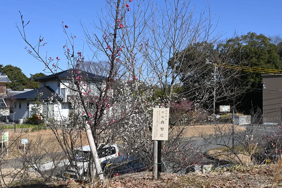 香りも楽しめ長い期間楽しめる梅