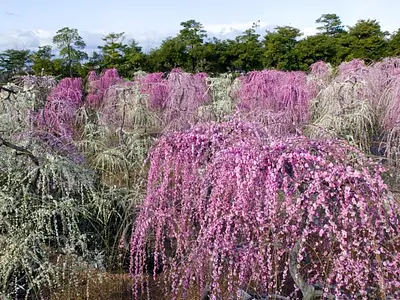 三重県の花カレンダー・開花情報2024 | 観光三重(かんこうみえ) | 三重