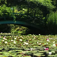 Water lily pond at its peak