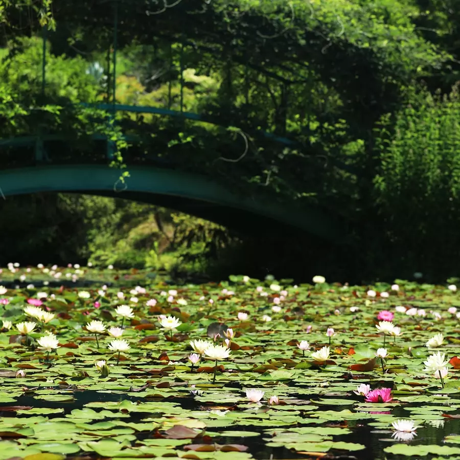 Water lily pond at its peak