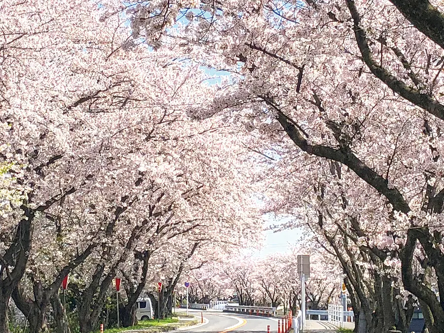 鍋田川堤桜並木