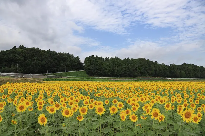 2023 sunflower field