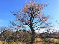 かざはやの里の梅「樹齢104年樹高6ｍ養老梅」