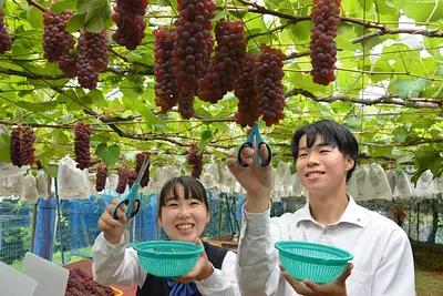 Grape picking at LakeShorenji Tourist Village