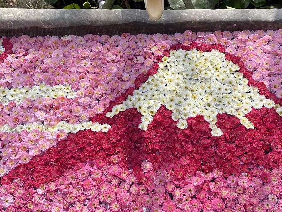 かざはやの里の梅の花手水「Mt.Fuji」