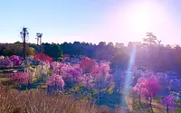 かざはやの里の梅「朝日」