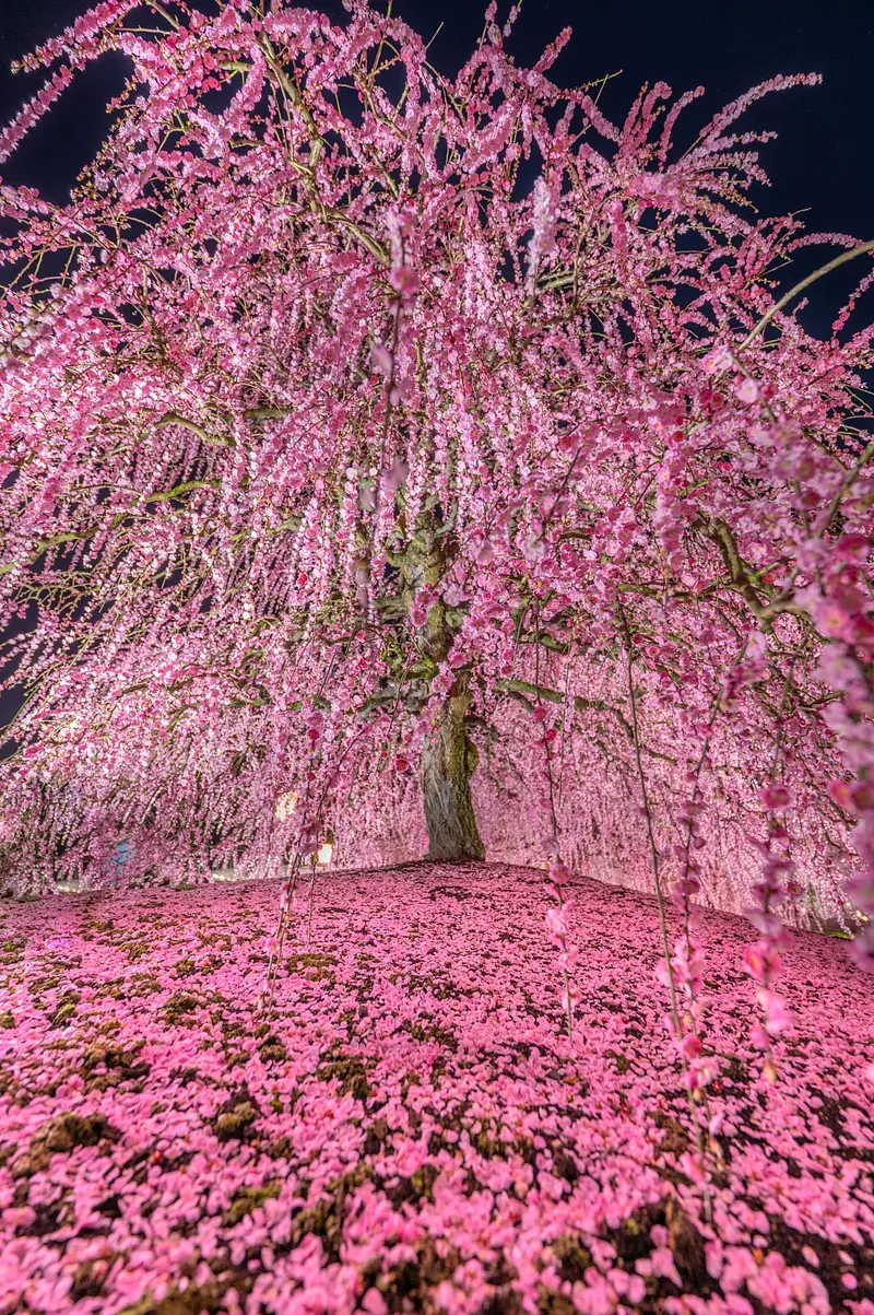 鈴鹿の森庭園