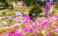 秋桜と花乃丘神社