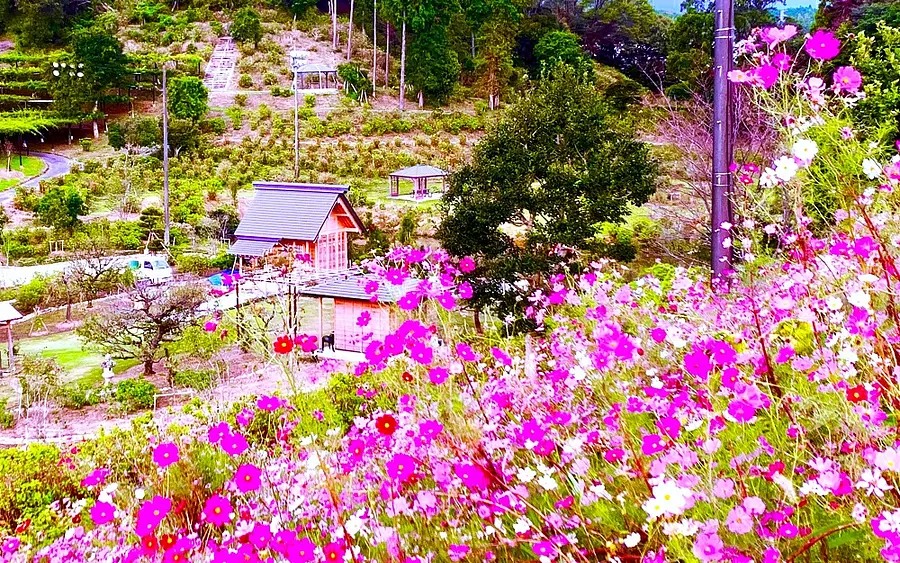 秋桜と花乃丘神社