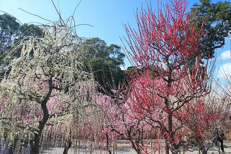 結城神社の梅