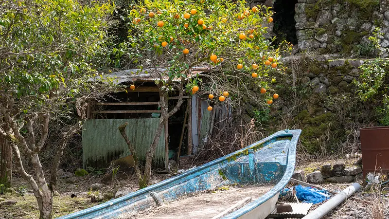 mandarines et bateau