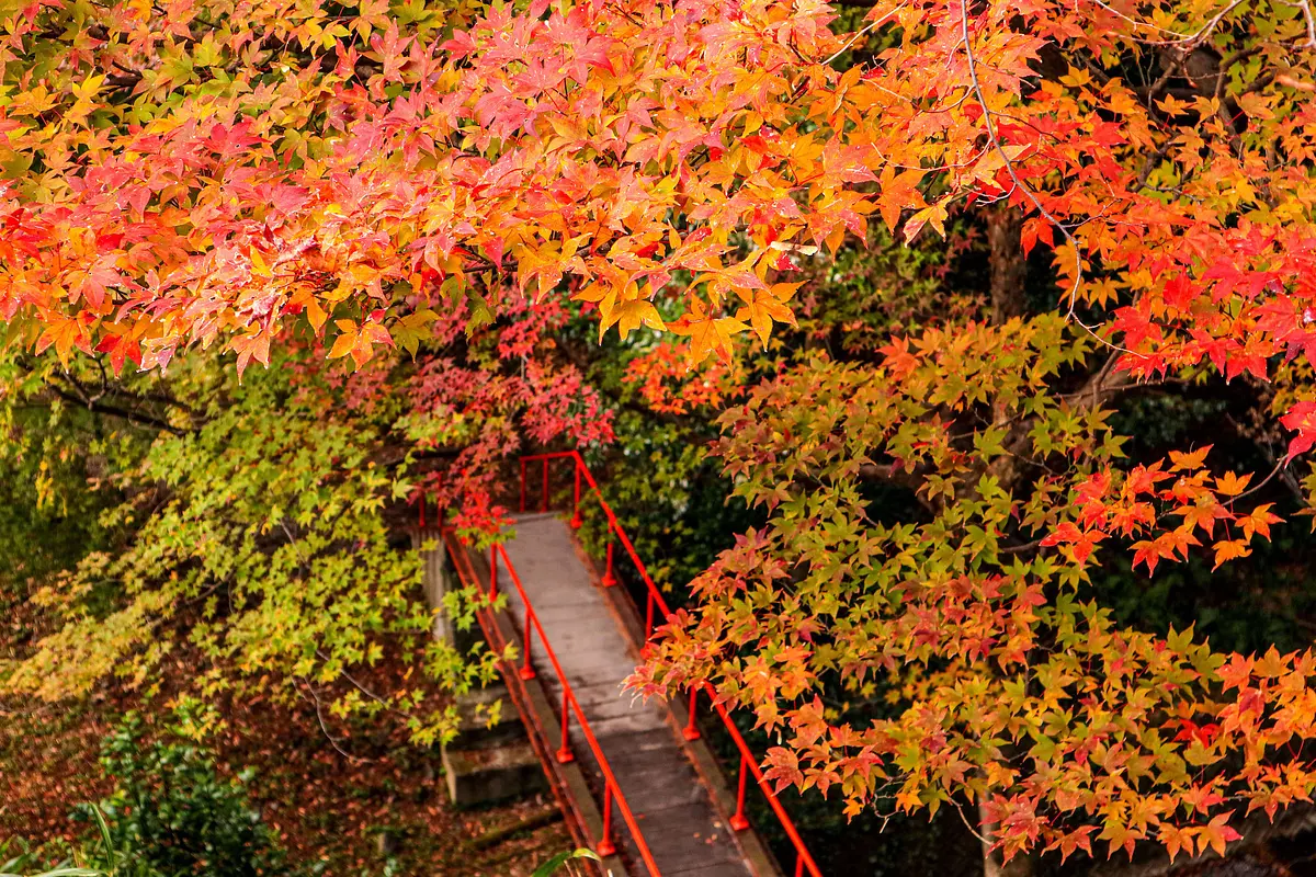 Endroits célèbres pour les feuilles d'automne dans la préfecture de Mie